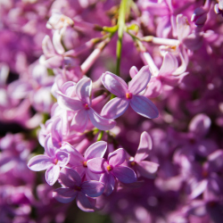 Lilac Festival 2015