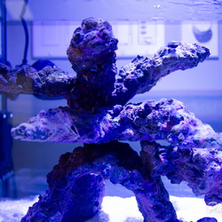 Saltwater Aquarium