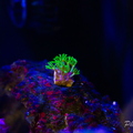 0006 IMG 9949