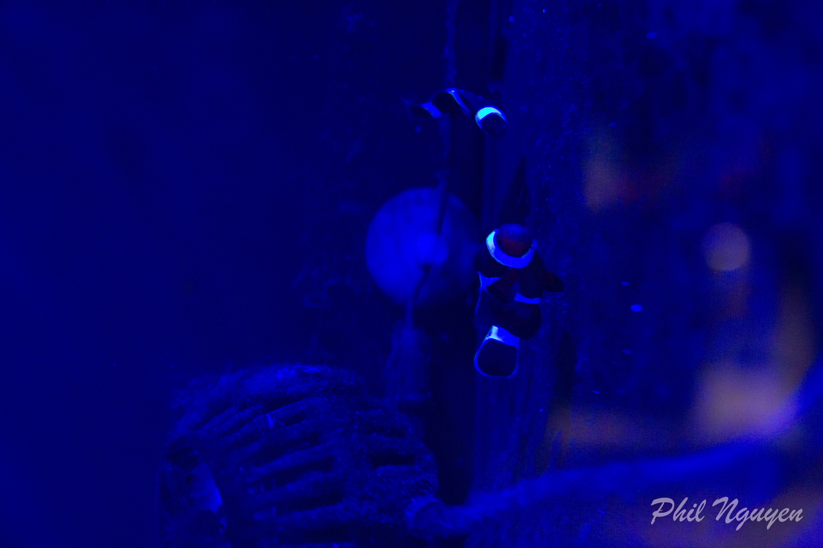 0008 IMG 9963