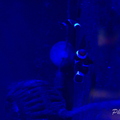 0008 IMG 9963