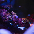 0001_IMG_9975-Enhanced-NR.jpg