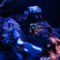 0004 IMG 0005