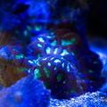 0009 IMG 0377