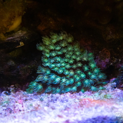 5 Gallon
