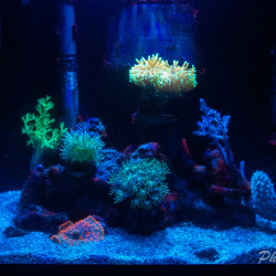 5 Gallon